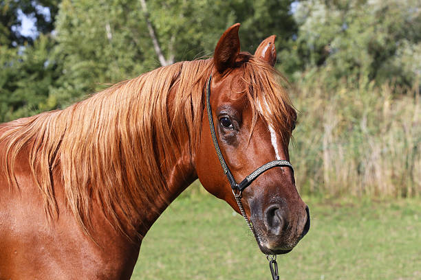 A horse stands gracefully in a serene countryside meadow, exuding calmness and dignity. The verdant grass and budding trees create a tranquil pastoral backdrop under the bright sunlight of a clear spring day.