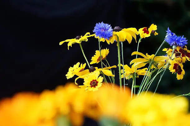 Colorful Summerflowers,Eifel,Germany.