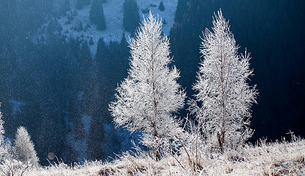 istock Hoarfrost covered winter landscape 513822328