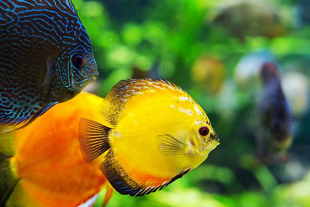 istock colorful sea fish in the aquarium 513822504
