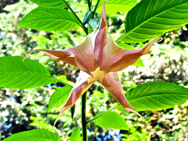 angel's trumpet - camellia day nobody single flower zdjęcia i obrazy z banku zdjęć