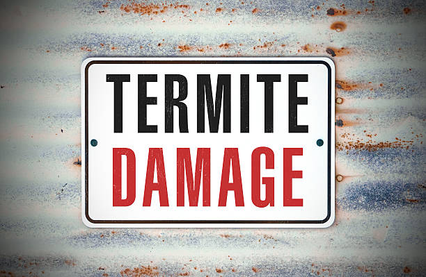 Termite Damage stock photo