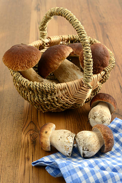 istock penny bun (boletus edulis) - porcini mushroom 513823025