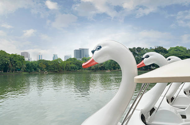 swan tretboot im teich - pedal boat stock-fotos und bilder