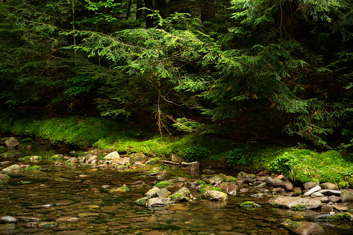 Pretty Sunlight Seeping Throughout The Dark Forest Stock Photo ...