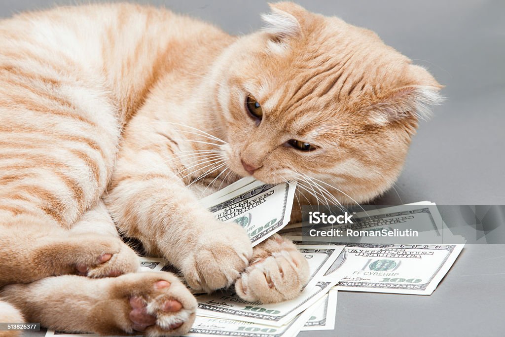 Dollar and a cat Domestic Cat Stock Photo