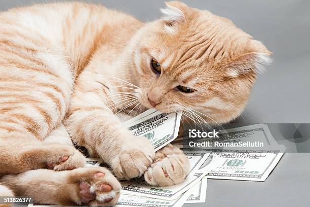 Dollar And A Cat Stock Photo - Download Image Now - Domestic Cat, Currency, Paper Currency