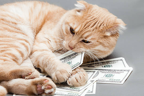 доллар и cat - money cat стоковые фото и изображения