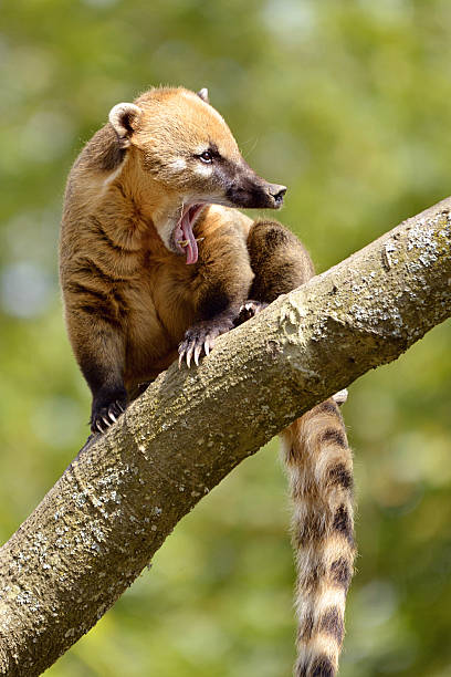 istock South American Coati on branch 513826993