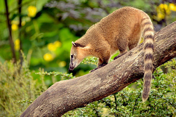 istock South American Coati on branch 513827765
