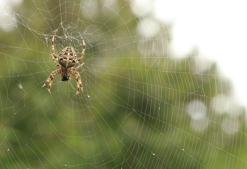 A closeup of a dangerous spider climbing the web outdoors