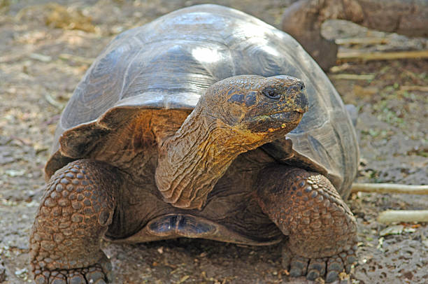 istock Giant Tortoise, Galapagos Islands, Ecuador 513828527