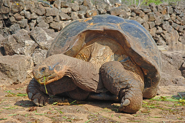 istock Giant Tortoise, Galapagos Islands, Ecuador 513828529