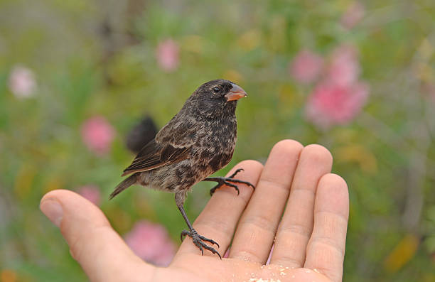 istock Darwin's Finch, Galapagos Islands, Ecuador 513829313