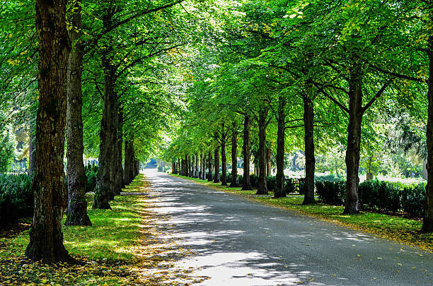 istock Park alley in summer 513847759