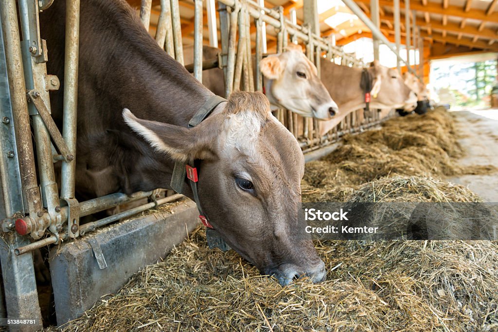 cattle feeding in the barn Agriculture Stock Photo