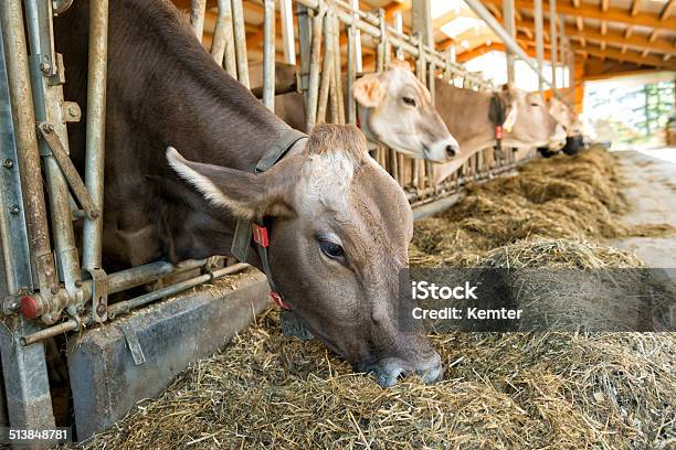 Cattle Feeding In The Barn Stock Photo - Download Image Now - Agriculture, Barn, Brown