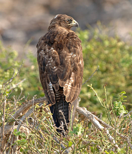 istock Galapagos hawk, Fernandina Island, Ecuador 513849639