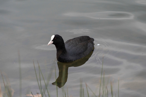 Eurasian coot swimming on a pond (Netherlands)