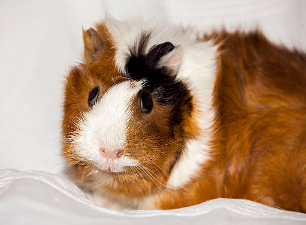 istock portrait of guinea pig 513850023