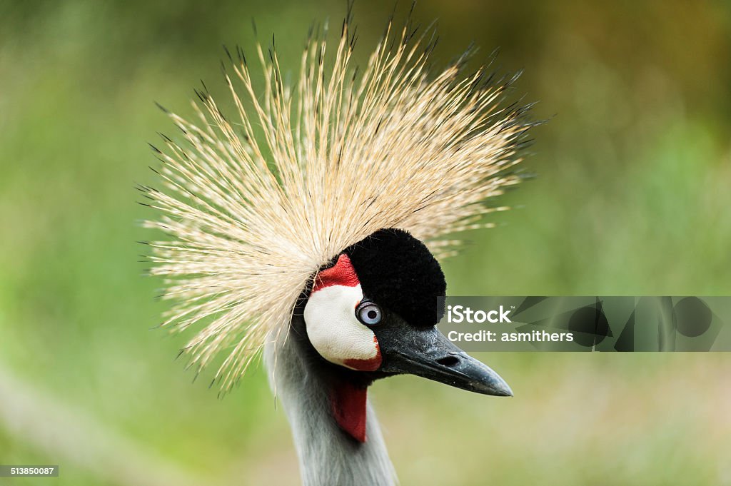 East African Crested Crane An East African Crested (Crowned) Crane Africa Stock Photo