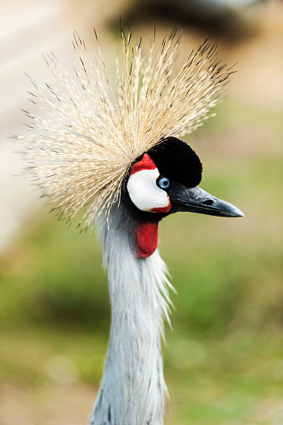 istock East African Crested Crane 513850091