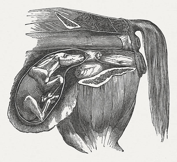 płód w nieprawidłowe położenie - animal uterus stock illustrations