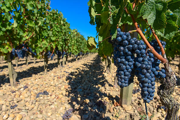 istock Grapes in Bordeaux Vineyard 513850251
