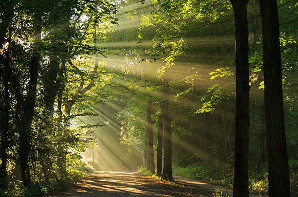 istock Sunshine alley 513850393