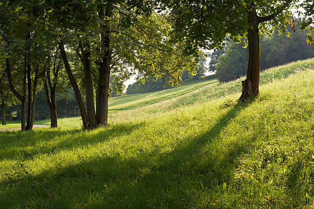 istock Field of Grass with Low Sun 513850639