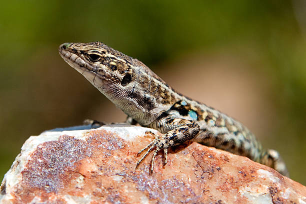 istock Italian Wall Lizard (Podarcis sicula) in Sardinia, Italy 513851205