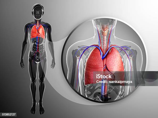 Human Lungs Anatomy Stock Photo - Download Image Now - Abdomen, Alveolus, Anatomy