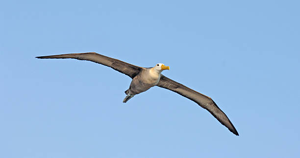 istock Waved Albatross, Galapagos Islands, Ecuador 513852695