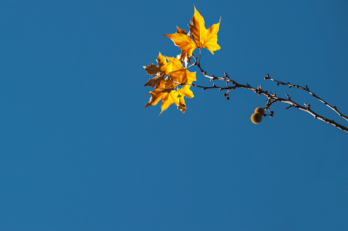 Yellow maple leaves with blue sky background