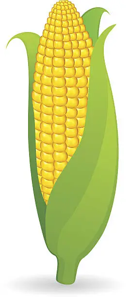Vector illustration of Corn