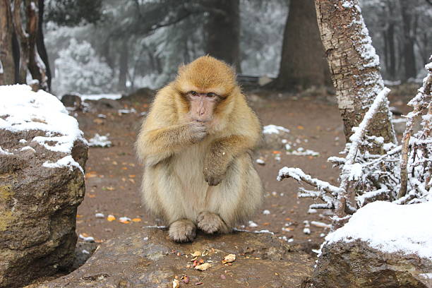 istock Monkey Macaque eating peanuts in Atlas, Morocco 513853115