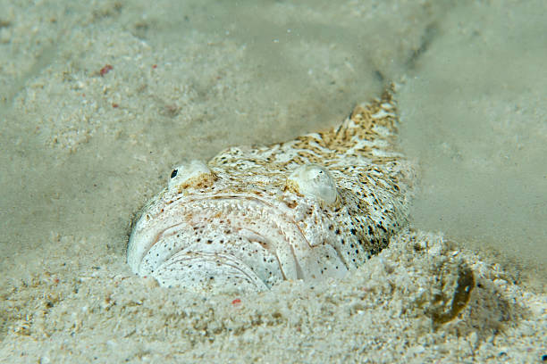 istock Stargazer priest fish hunting in sand in Philippines 513853187