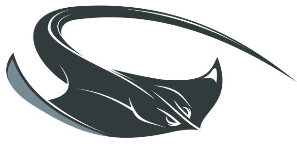 ilustrações, clipart, desenhos animados e ícones de natação ou sting raia manta - manta ray