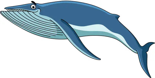 Vector illustration of Big blue baleen whale