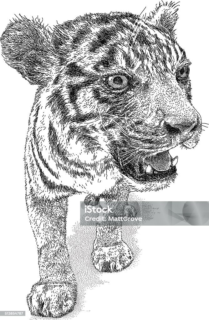 Tiger Cub Tiger vector illustration. Additional EPS file contains the same image with lines in stroke form, allowing you to convert to a brush of your choosing. Colors are layered and grouped separately. Easily editable. Animal stock vector