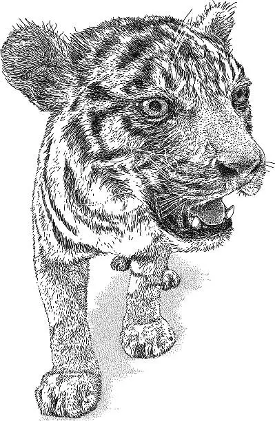 Vector illustration of Tiger Cub