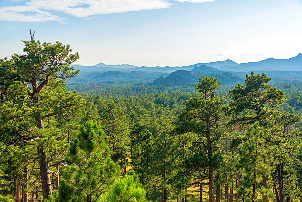 Forested Landscape in South Dakota Forested landscape in Custer State Park in South Dakota black hills photos stock pictures, royalty-free photos & images