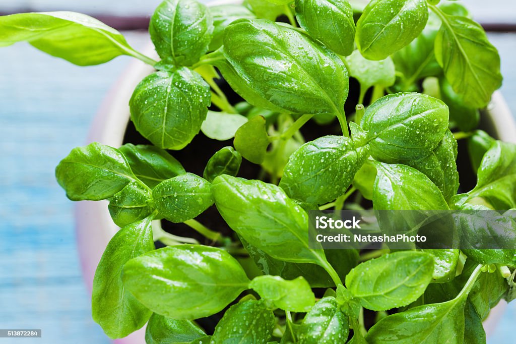 Basil Close uP Of Basil In Flowerpot Aromatherapy Stock Photo