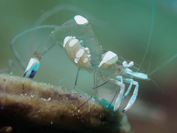 istock Closeup Underwater Anemone shrimp 513872764