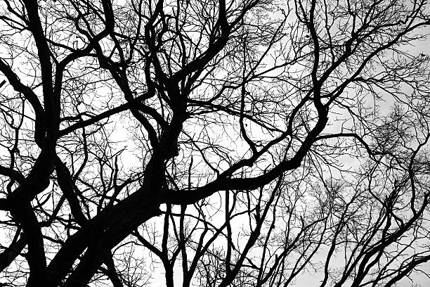 Winter branches covered with snow, ice and snowflakes. Frozen tree branch in winter forest. Winter forest landscape. Seasonal cold weather background.