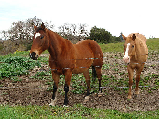 istock Pair of Horses 513874828