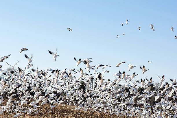 istock Flock of Snow Geese 513874882