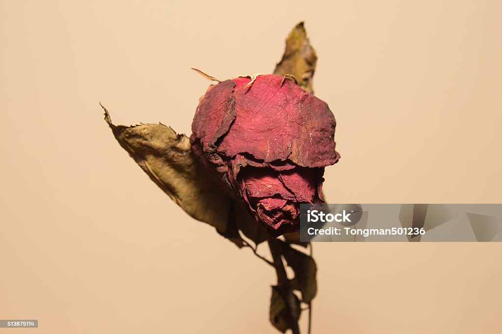 Dried rose flower Flower Stock Photo