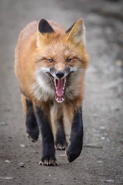 istock Red Fox Close Up In Portrait 513875186