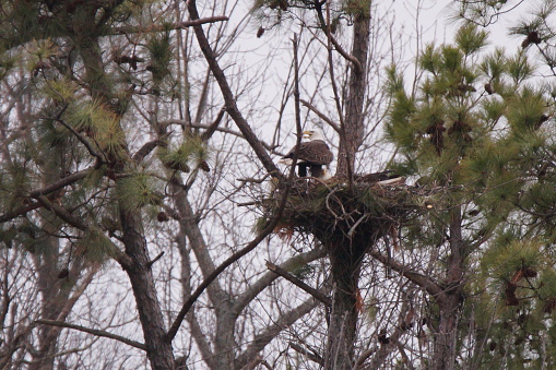 These Bald Eagle had just clean the nest and settle down to the business of raising a family
